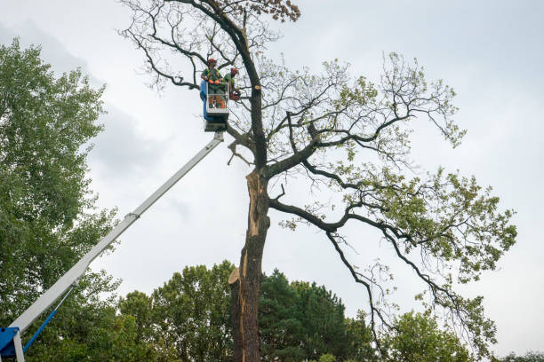 Best Lawn Dethatching  in Cedarhurst, NY