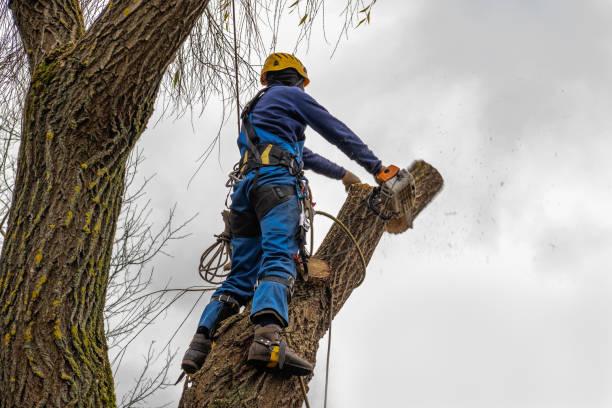Best Aeration Services  in Cedarhurst, NY
