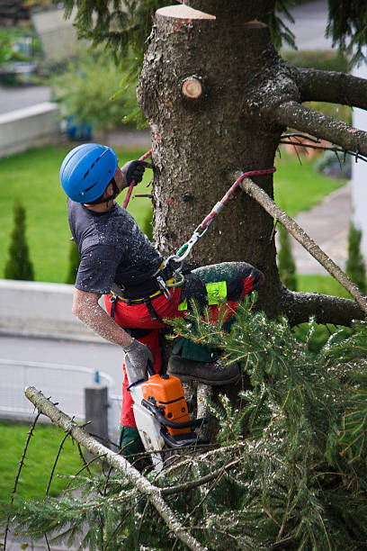 Best Lawn Renovation and Restoration  in Cedarhurst, NY